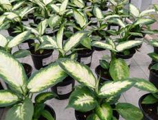 Цветы в горшках 🪴