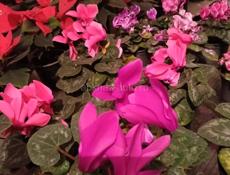 Цветы в горшках 🪴