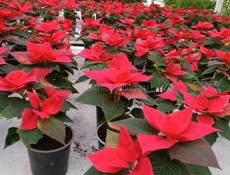 Цветы в горшках 🪴