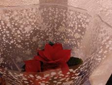 Цветы в горшках 🪴