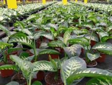 Цветы в горшках 🪴