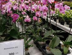 Цветы в горшках 🪴