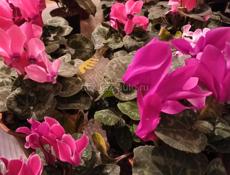 Цветы в горшках 🪴