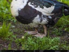 Продам индоуток