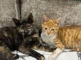 Котята мышеловки 