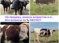 Бычки разных возрастов 50кг,, 80кг,, 100кг..