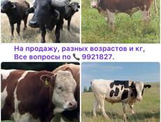 Бычки разных возрастов 50кг,, 80кг,, 100кг..