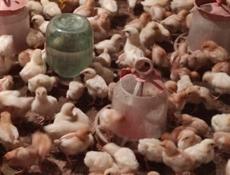 Продаю цыплята несушки, им 15 дней.