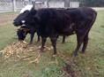 Продаю 3годовалую тельную корову