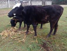 Продаю 3годовалую тельную корову