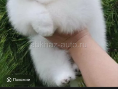 Куплю щенка 