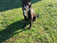 Хорошая собака 