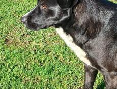 Хорошая собака 