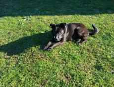 Хорошая собака 