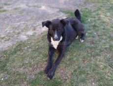 Хорошая собака 