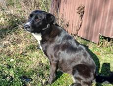 Хорошая собака 