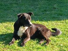 Хорошая собака 