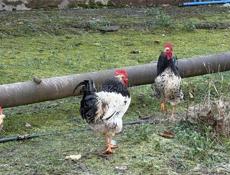 Куры и петухи