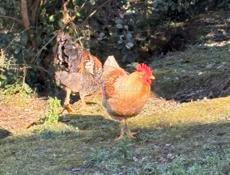 Куры и петухи