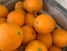 Апельсины (сорт Вашингтон) 