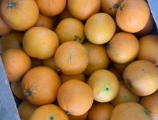 Апельсины (сорт Вашингтон) 