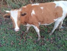 Цена договорная 1.5 года 