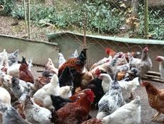 Петухи на продажу