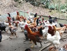 Петухи на продажу