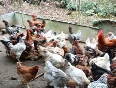 Петухи на продажу