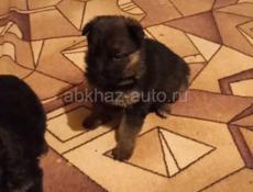 Всё вопросы по тилефон+79407378830 продаются немецкие овчарки по 15000.