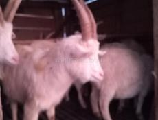 Продаются козы есть мальчики годичные белые по 25т