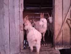 Продаются козы есть мальчики годичные белые по 25т