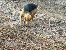 Потерялась собака  