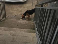 Потерялась собака  