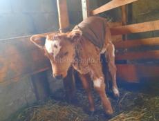 Телёнок девочка