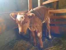 Телёнок девочка