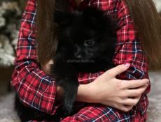 Пушистая чихуахуа