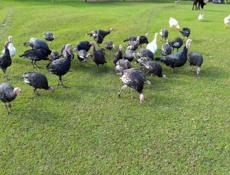 Продаются индюки 