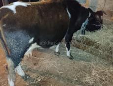 Остальное по телефону 