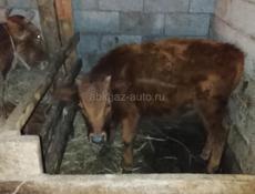 Остальное по телефону 