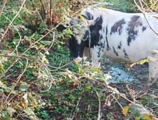 Продаётся бык 130