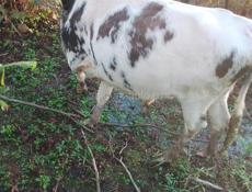 Продаётся бык 130