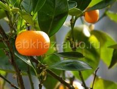 Мандарин 🍊 