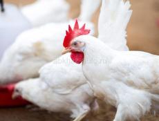 куры и петухи 