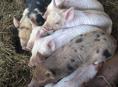 Продаю поросят 5000