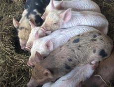 Продаю поросят 5000