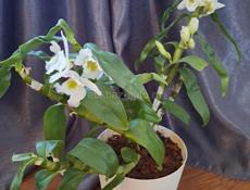 Орхидея дендробиум 