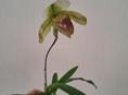 Орхидея Пафиопедилум,  венерин башмачок