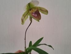 Орхидея Пафиопедилум,  венерин башмачок