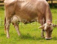 Продаются молочные коровы